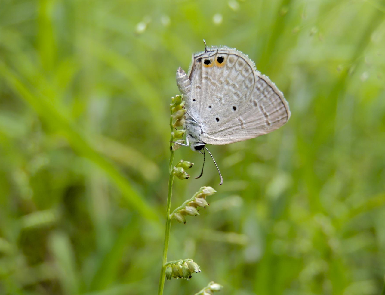 Local Gardening | Sidik Garden Services